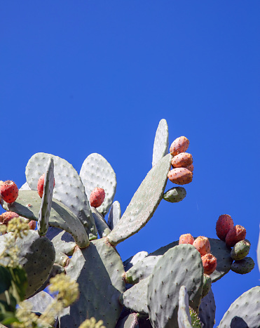 Prickly Pear thorny green plant with orange ripe fruit on blue sky background. Opuntia succulent flowering plant, Cactus, Cyclades Greece. Vertical