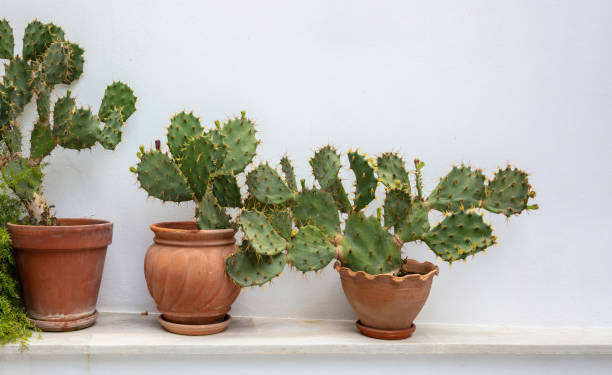 istock Prickly Pear cactus Opuntia Azurea in pot on whitewashed wall background. Greece, Cyclades island 1488228182