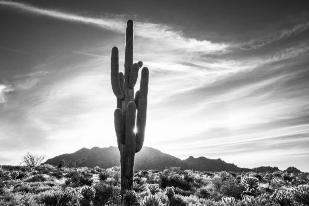 istock Saguaro cactus silhouette during sunrise in black and white 1488228216