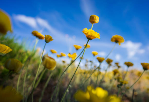 Desert marigold wildflowers bloom in morning light