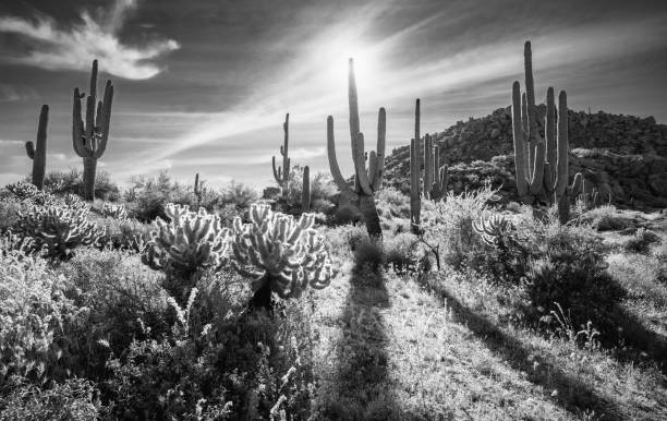 istock Cholla and saguaro cacti below cholla mountain in morning light 1488228988
