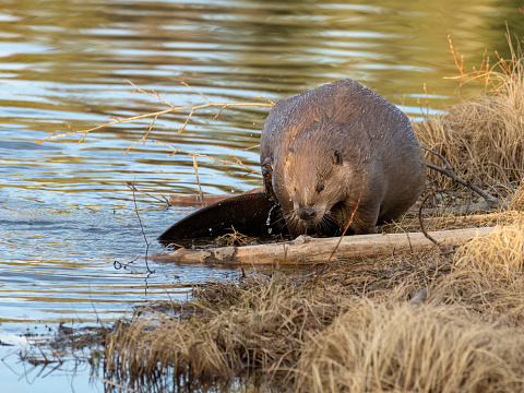 Front view of North American beaver (Castor canadensis) having breakfast. It was getting dark in the swamp. I heard quick chewing. The beaver was only a few yards away. It swam off but came back because I kept still. I feel honored when a wild animal lets me share its space.