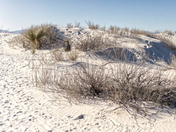 istock White Sands National Park, New Mexico 1488233888