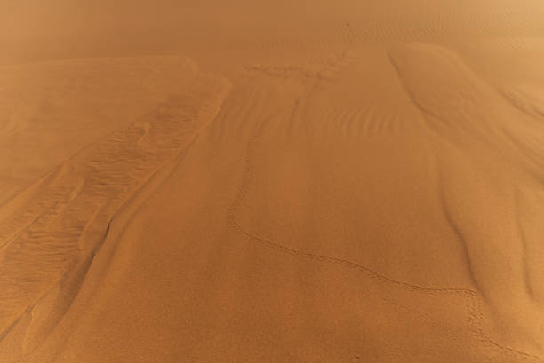 Insect tracks in the golden sand dunes