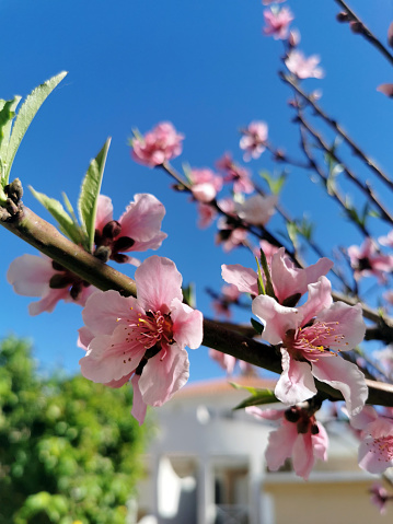 Blooming peach tree against a blue clear sky