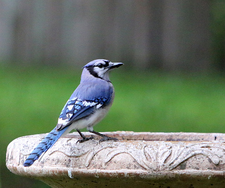 a blue jay perched on a backyard birdbath