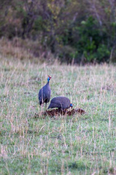 istock Southern ground hornbill (Bucorvus leadbeateri) standing in a grassy field 1488234531