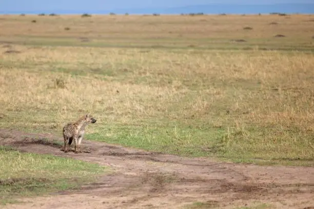 A spotted hyena standing on a dirt-path in a savanna surrounded by trees