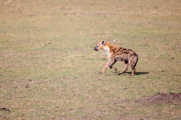 istock Spotted hyena standing in a field in a savanna surrounded by trees 1488234604