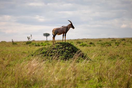 A graceful gazelle stands atop a grassy mound in a wide open plain
