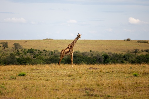 A giraffe is standing in a vast grassy field with trees and bushes in the background