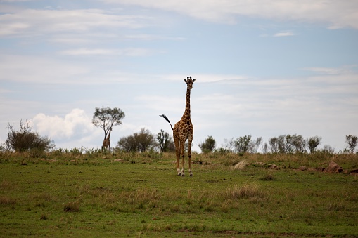 An African giraffe stands in a lush grassy field, illuminated by a cloudy, blue sky