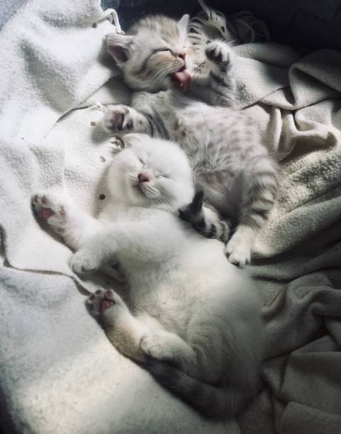 istock Scottish fold and Scottish straight kittens at home with natural lights 1488235340