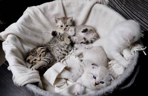 istock Scottish fold and Scottish straight kittens at home with natural lights 1488235563