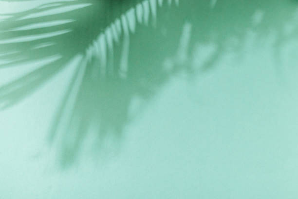 istock Palm leaf shadow on green background. Minimal summer exotic concept with copy space 1488236960