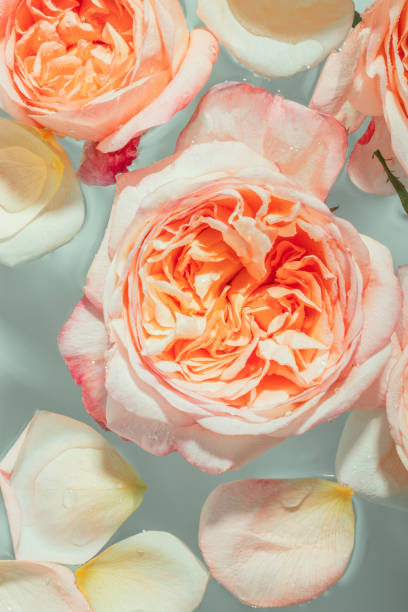 istock Buds of soft pink peony roses float in the water 1488237607