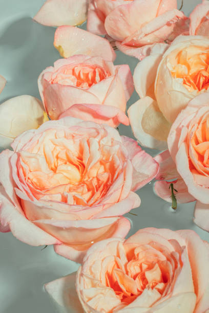istock Buds of soft pink peony roses float in the water 1488237615