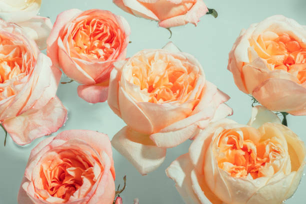 Buds of soft pink peony roses float in the water