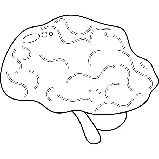 illustrazioni stock, clip art, cartoni animati e icone di tendenza di cervello. organo umano. disegno a linee - sketch skull people anatomy