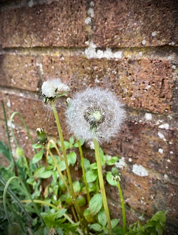 Dandelion clock, seeds, weeds, seed head close up, brick wall.