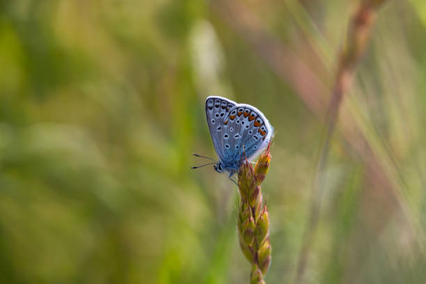 istock Image of Butterfly Polyommatus on an ear. 1488238863