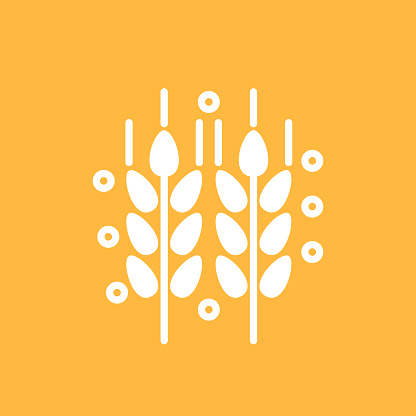 Vector illustration of wheat plants against a gold background in flat style.