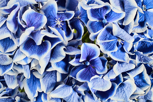 Blue Hydrangea or Hortensia flower close up background.