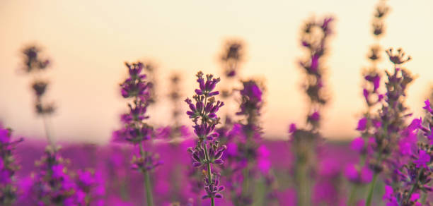 istock Blooming lavender in the garden. Selective focus. 1488239680