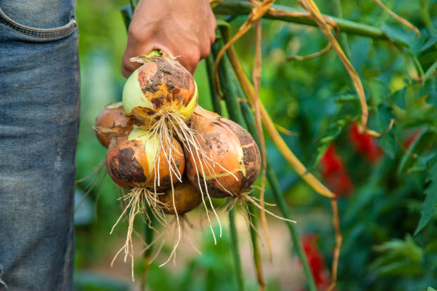 istock A man farmer holds an onion in the garden. Selective focus. 1488239681