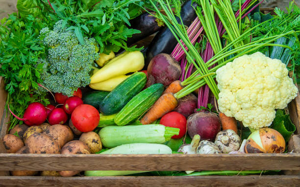 istock A man farmer holds vegetables in his hands in the garden. Selective focus. 1488239683