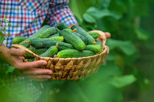 A man holds a harvest of cucumbers in his hands. Selective focus. Kid.