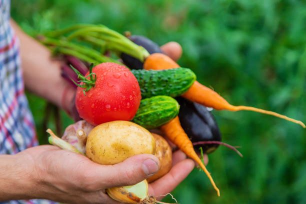istock A man farmer holds vegetables in his hands in the garden. Selective focus. 1488239714