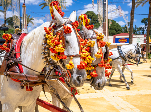 Andalusian horses and carriage in Feria del Caballo, Jerez de la Frontera (Cadiz, Spain). High quality photo
