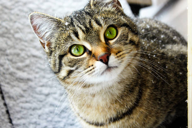 A black-and-white cat strides confidently through a snowy path, its fur dusted with snowflakes. The stark white background highlights the feline's focused expression and sharp features. Perfect for themes of determination, winter adventures, and the beauty of animals in their natural environment.