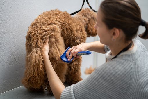 A female Russian dog groomer grooming a poodle dog with dematting tools; a brush, a rake and a comb.