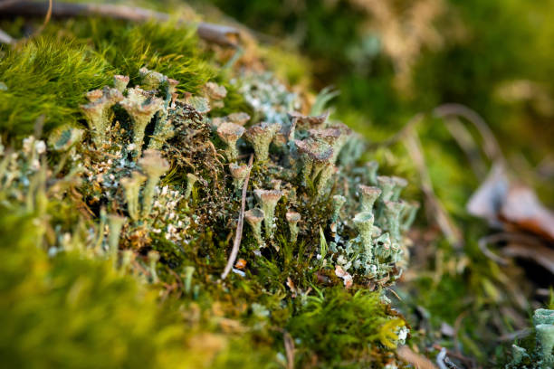 istock Pixie lichen (Cladonia fimbriata) growing among moss and twigs. Close-up. 1488243675