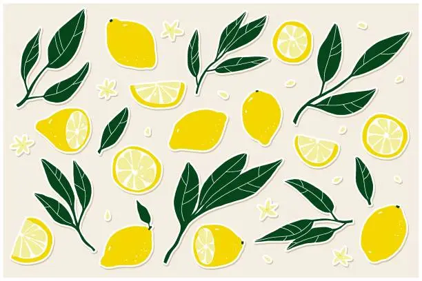 Vector illustration of Yellow yemon set. Cartoon citrus tropical collection