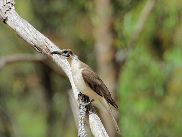 istock Lower Moira, Victoria, Australia 1488244700