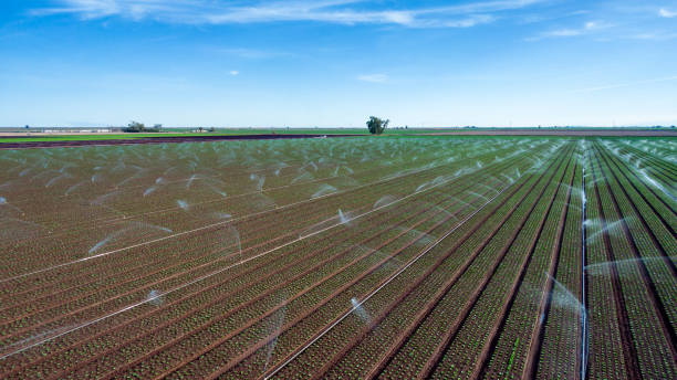 istock Crops Being Watered in South Eastern California During Drought Conditions 1488245626