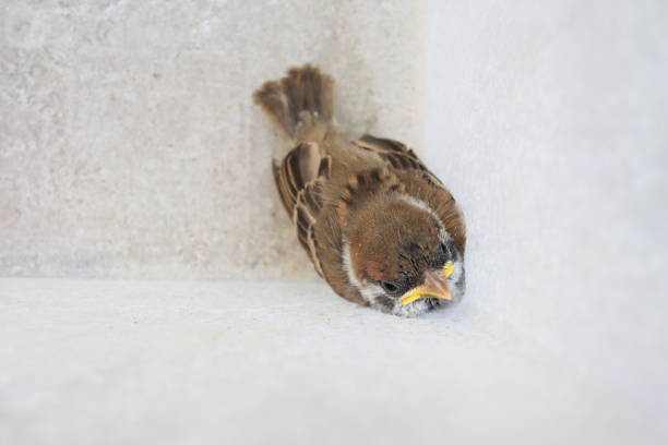 Sparrow chicks before release Sparrow chicks before release fledging stock pictures, royalty-free photos & images