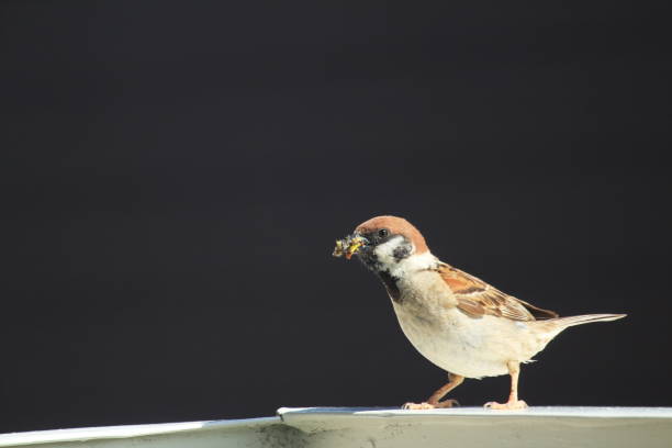 Parent sparrow bringing food for chicks Parent sparrow bringing food for chicks fledging stock pictures, royalty-free photos & images