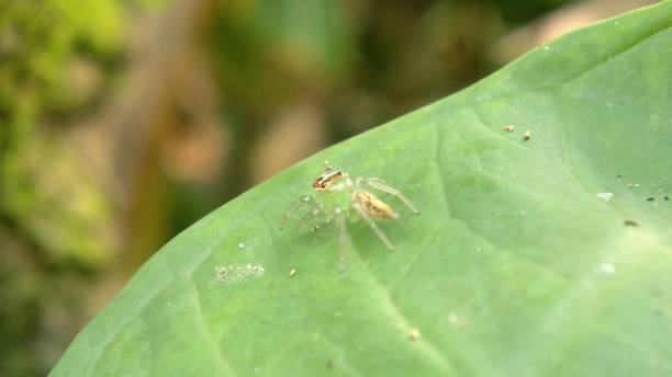 istock Close up green spiders mopsus mormon sitting on a green leaf, jumping spider 1488245903