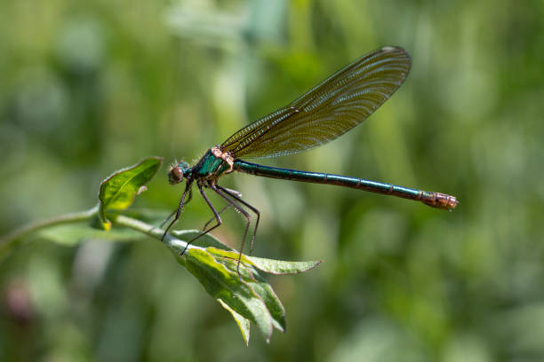 istock Profile view of a green-hued damselfly perched on a plant. 1488246714