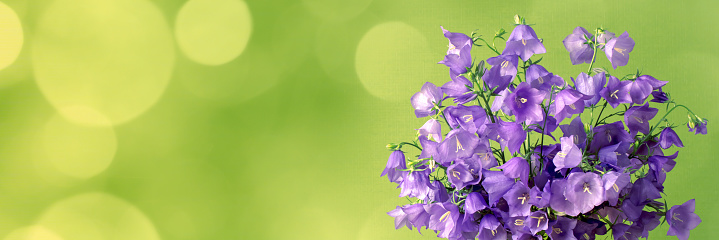 A DSLR photo of beautiful Bluebell flowers (Campanula) Defocused lights bokeh background. Space for copy.