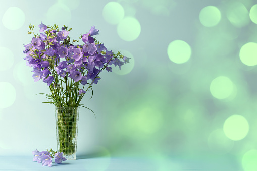 A DSLR photo of beautiful Bluebell flowers (Campanula) in a vase. Beautiful defocused lights bokeh background. Space for copy.