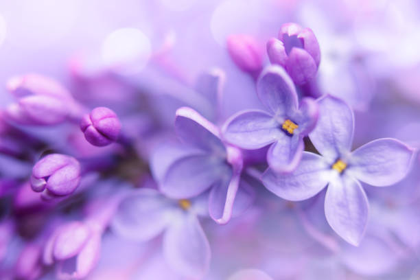 istock Lilac blossom close-up with bokeh 1488247025