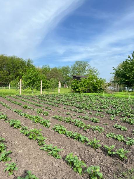 las papas se cultivan en la agricultura. camas de patatas jóvenes. cosecha de verduras. jardín primavera, clima soleado. naturaleza y cielo - raw potato clean red red potato fotografías e imágenes de stock