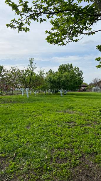 istock Tree in the garden. Sunny spring day. 1488247864