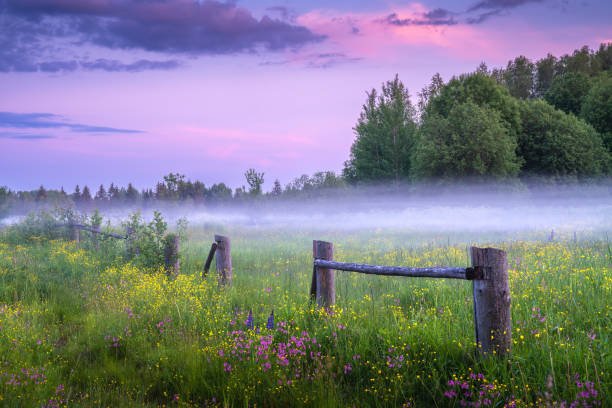istock Rural landscape in summer 1488248187