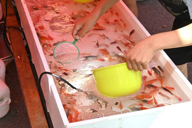 Japan sightseeing trip. Goldfish scooping. This game is called 'Kingyo-sukui' and is a popular game for children at summer festivals.